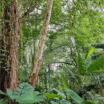 Terreno à venda em Vila Albertina, São Paulo, SP
