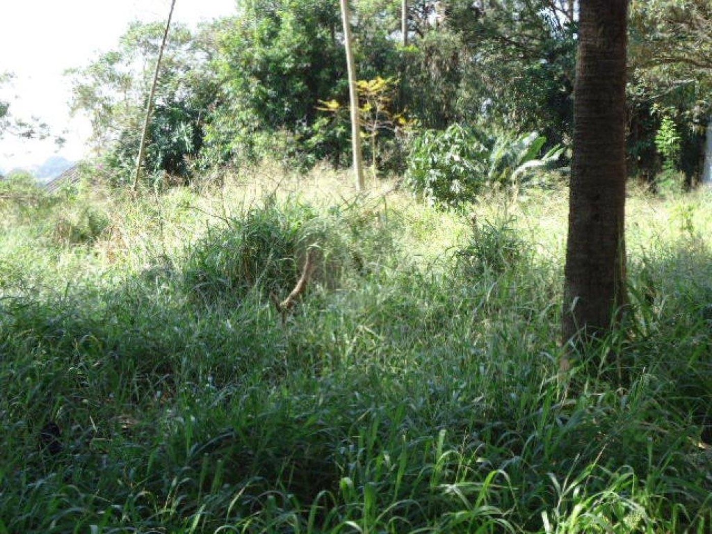 Terreno à venda em Jardim Floresta, São Paulo, SP
