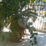 Sobrado à venda com 4 quartos, sendo 1 suíte, em Vila Medeiros, São Paulo, SP