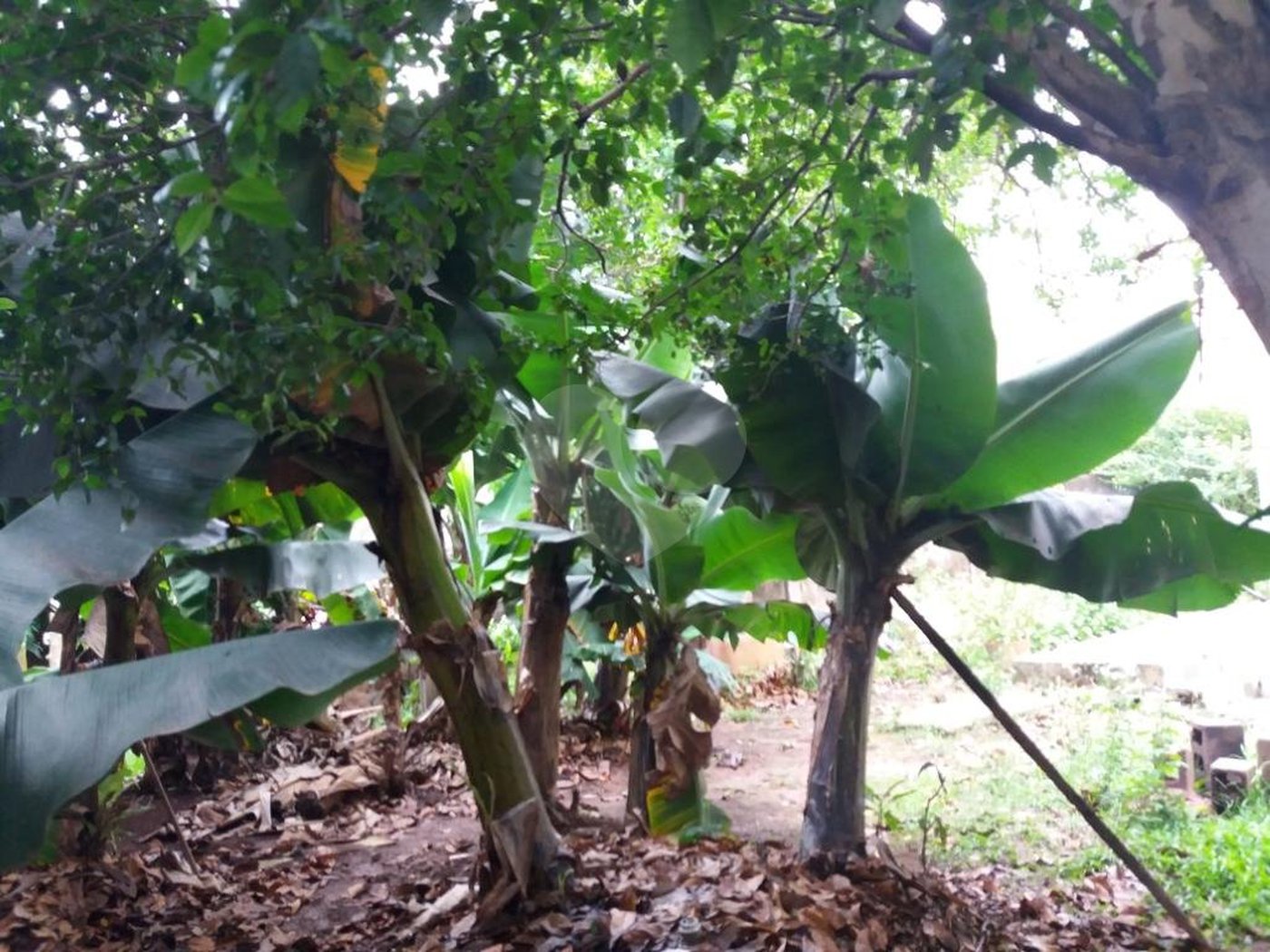 Casa à venda com 4 quartos, sendo 1 suíte,  em Jardim Helga, São Paulo, SP