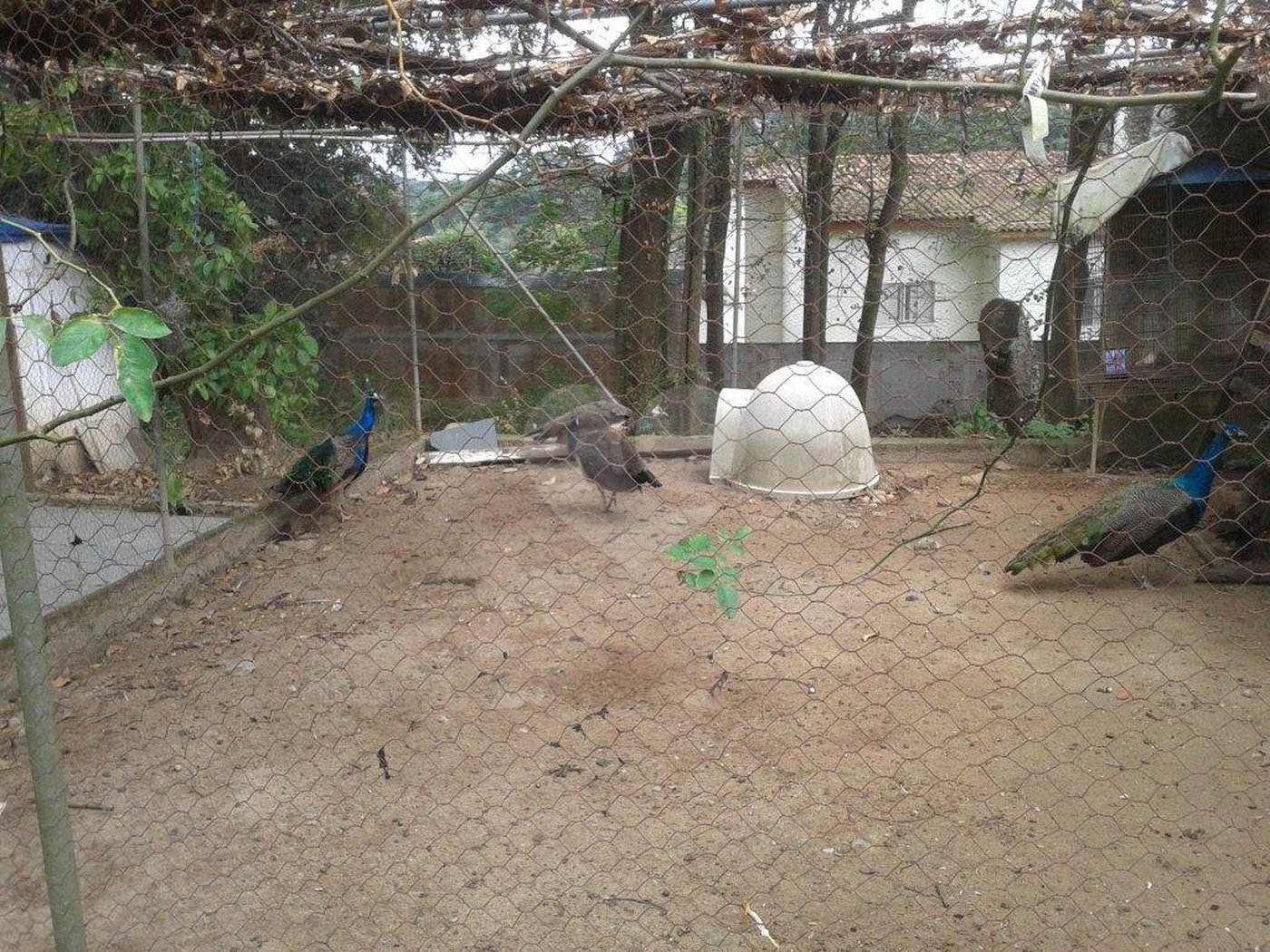 Terreno à venda em Horto Florestal, São Paulo, SP