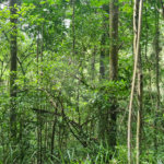 Terreno à venda em Caraguatá, Mairiporã, SP