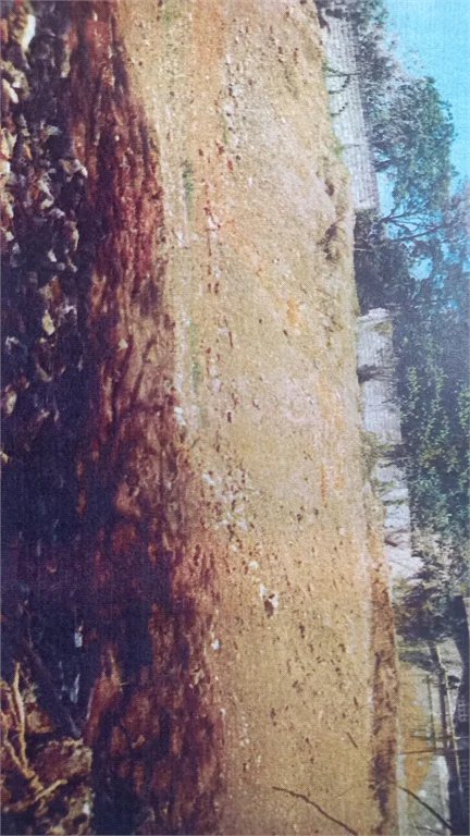 Terreno à venda em Vila Tramontano, São Paulo, SP