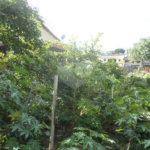 Terreno à venda ou para alugar em Água Fria, São Paulo, SP