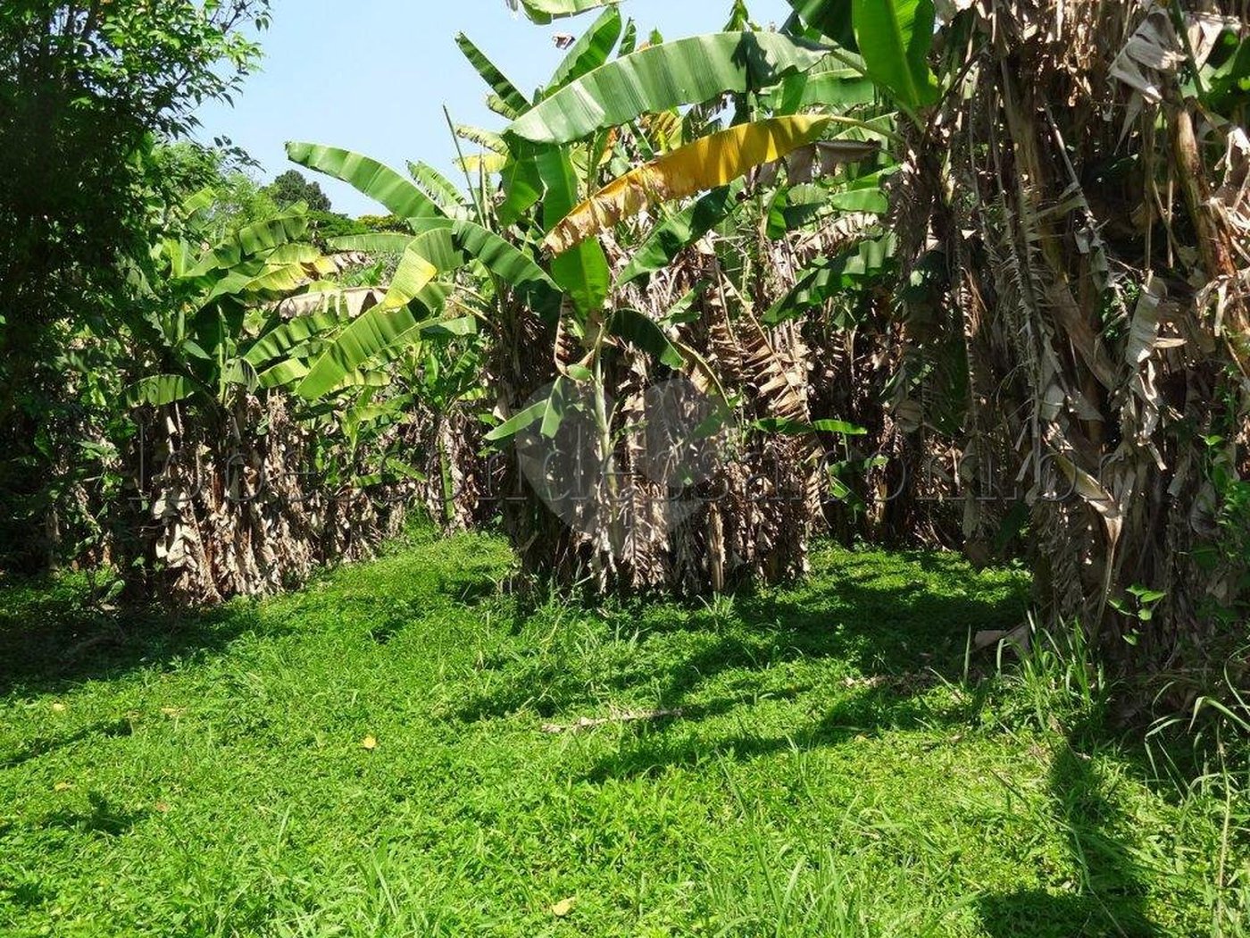 Terreno à venda em Horto Florestal, São Paulo, SP
