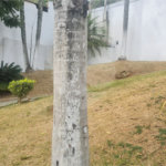 Casa à venda com 5 suítes em Roseira, Mairiporã, SP