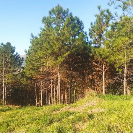 Fazenda Elisa - Fase 3