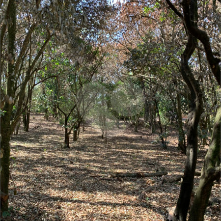 Chácara - São Carlos