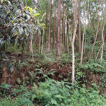 Terreno à venda no Centro (mailasqui), São Roque, SP