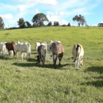 Área de Terra à venda em Área Rural de Monte Mor, Monte Mor, SP