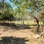 Sítio à venda com 2 suítes em Buru, Salto, SP