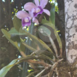 Casa à venda com 3 suítes no condomínio Parque Imperial da Cantareira, Mairiporã - SP