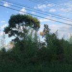 Terreno à venda em Serra da Cantareira, Mairiporã, SP