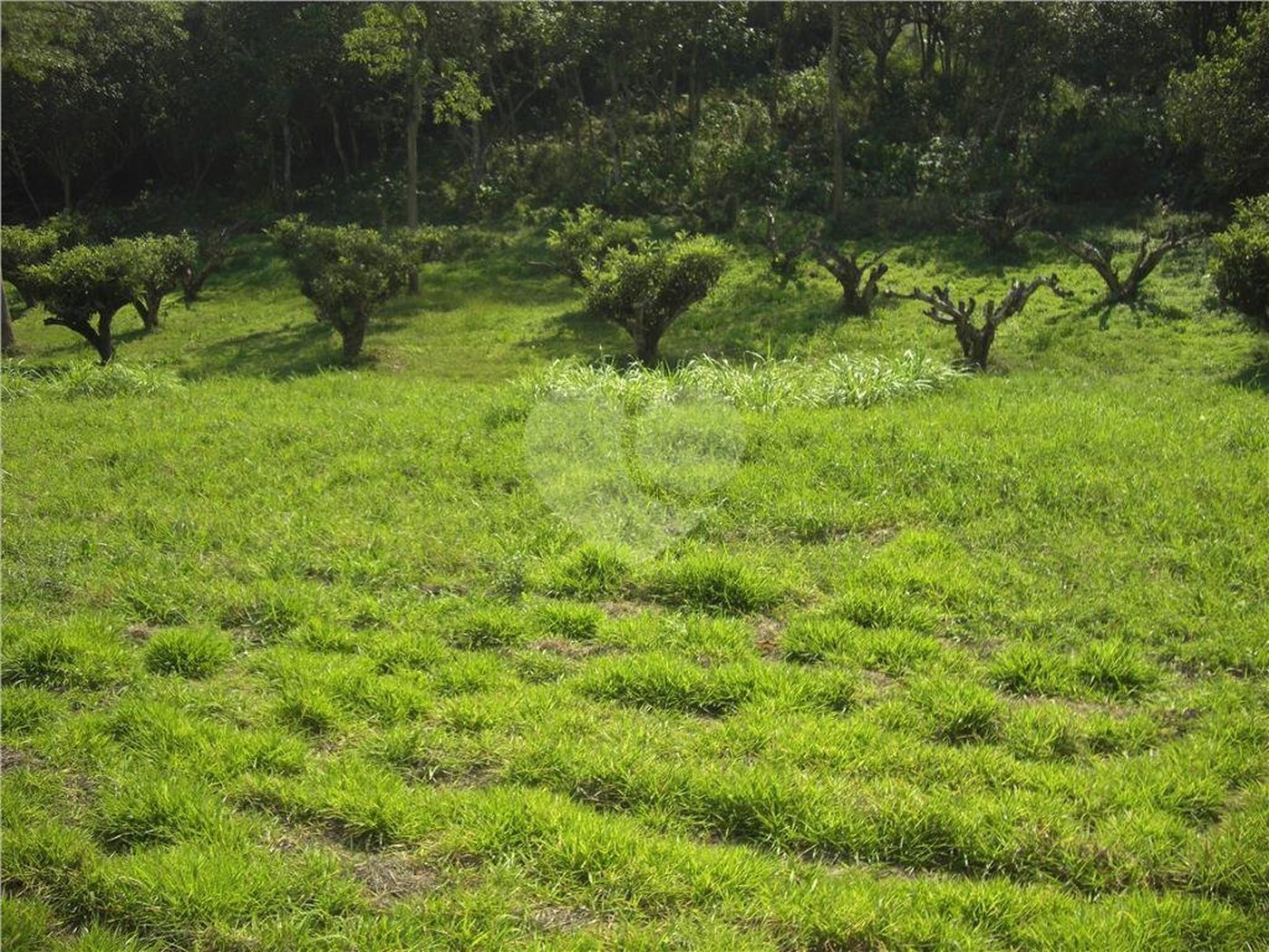 Área de Terra à venda em Porteira Preta, Mogi das Cruzes, SP