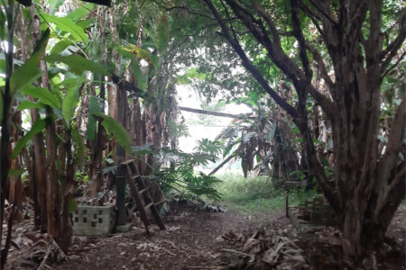 Terreno à venda em Vila Gustavo, São Paulo, SP