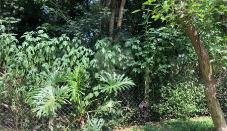Terreno à venda em Serra da Cantareira, Mairiporã, SP