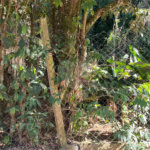 Terreno à venda em Luiz Fagundes, Mairiporã, SP