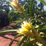 Chácara à venda com 5 quartos em Parque Planalto, Araraquara, SP