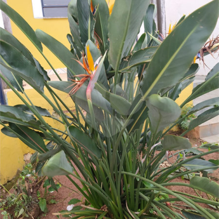 Casa térrea para venda ou locação no bairro Vila Costa do Sol.