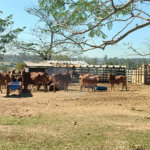 Sítio à venda com 2 suítes em Buru, Salto, SP