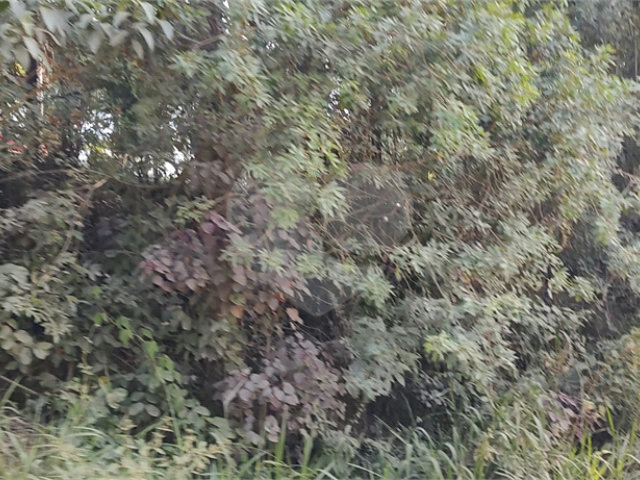 Terreno à venda em Luiz Fagundes, Mairiporã, SP
