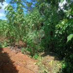 Terreno à venda no Centro (mailasqui), São Roque, SP