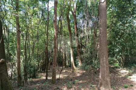 Chácara à venda com 5 quartos, sendo 3 suítes, em Vila Darcy Penteado (mailasqui), São Roque, SP