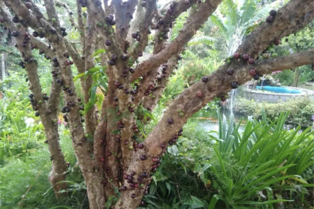 Terreno à venda com 6 quartos no condomínio Quinta dos Lagos, Cotia - SP