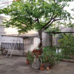 Casa à venda com 5 quartos em Indianópolis, São Paulo, SP