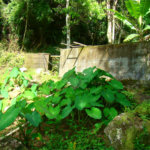 Fazenda à venda com 7 quartos, sendo 3 suítes, em Professor Souza, Casimiro de Abreu, RJ