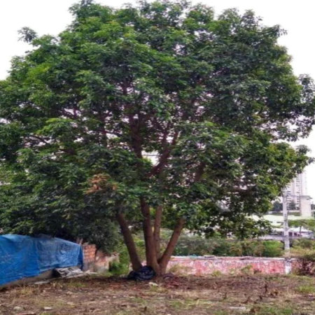 Terreno à venda em Jardim Cambara, São Paulo, SP