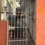 Casa Térrea à venda com 6 quartos, sendo 2 suítes, em Vila Mazzei, São Paulo, SP