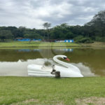Sítio à venda com 5 quartos, sendo 2 suítes,  em Marmeleiro, São Roque, SP