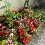 Sobrado à venda com 2 suítes em Horto, São Paulo, SP