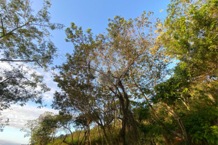 Terreno à venda em Albatroz, Armação dos Búzios, RJ