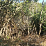 Terreno à venda em Vila Rosa, Itapetininga, SP