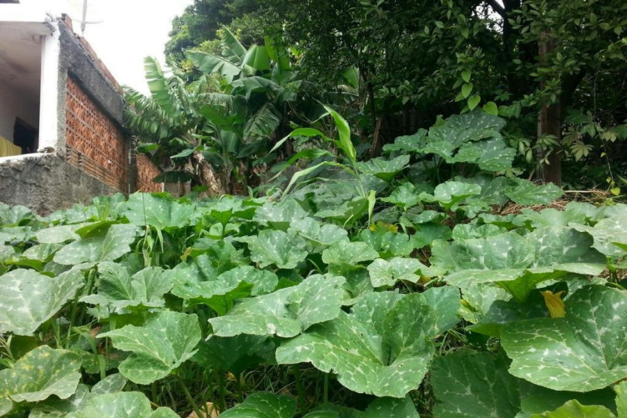 Terreno à venda em Imirim, São Paulo, SP