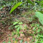 Terreno à venda em Caraguatá, Mairiporã, SP
