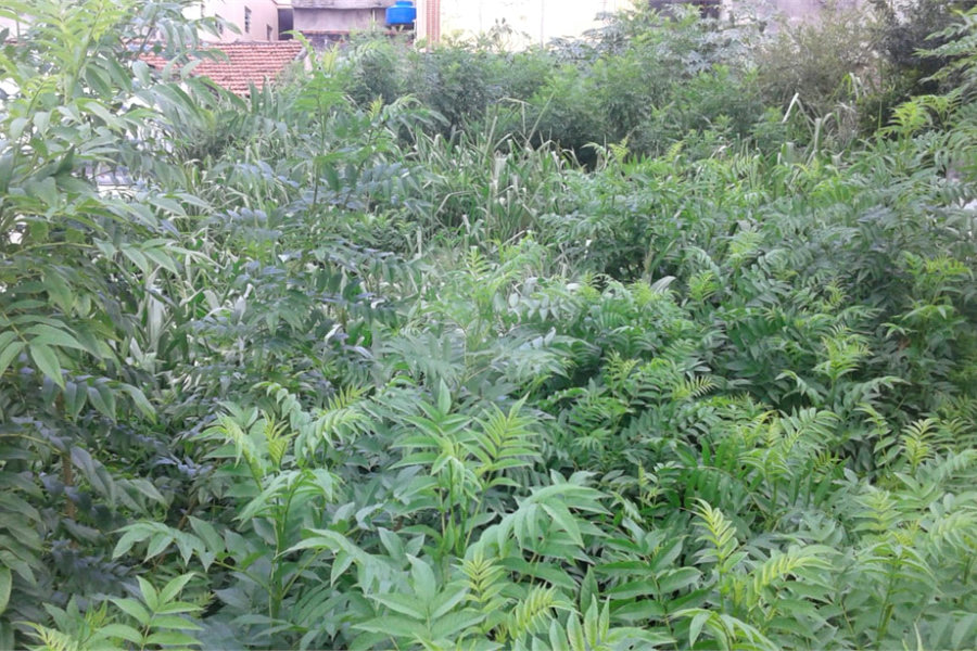 Terreno à venda em Imirim, São Paulo, SP