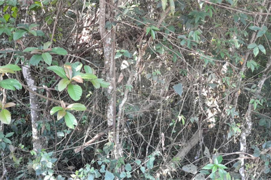 Terreno à venda em Roseira, Mairiporã, SP