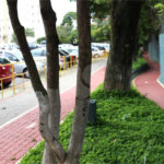 Apartamento à venda com 3 quartos em Vila Nova Cachoeirinha, São Paulo, SP
