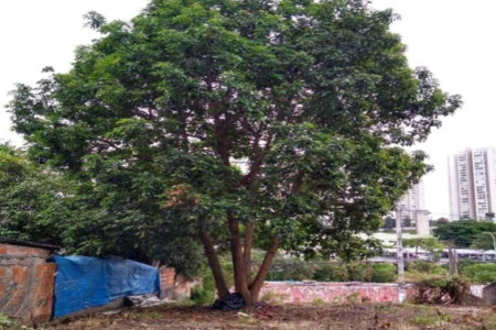 Terreno à venda em Jardim Cambara, São Paulo, SP