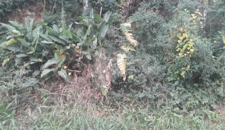 Terreno à venda em Serra da Cantareira, Mairiporã, SP