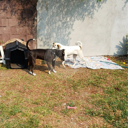Casa à venda com 2 quartos em Vila Bernadotti, Mogi das Cruzes, SP