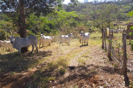 Sítio à venda com 2 quartos no Centro, Descalvado, SP