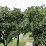 Casa à venda com 5 quartos em Sítio Caraguata, São Paulo, SP