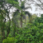 Casa à venda com 4 suítes no condomínio Jardim da Montanha I, Mairiporã - SP