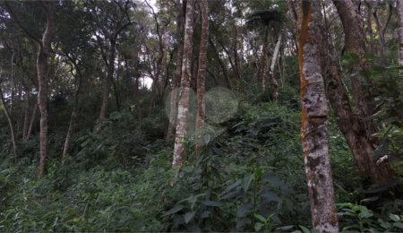 Terreno à venda em Serra da Cantareira, Mairiporã, SP