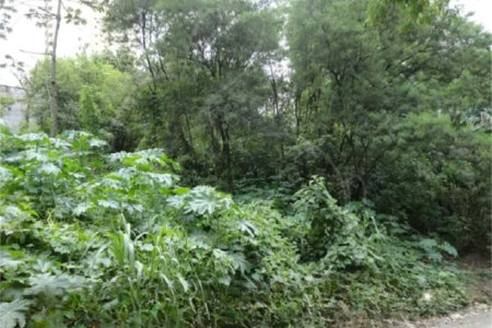 Terreno à venda em Vila Suzana, São Paulo, SP