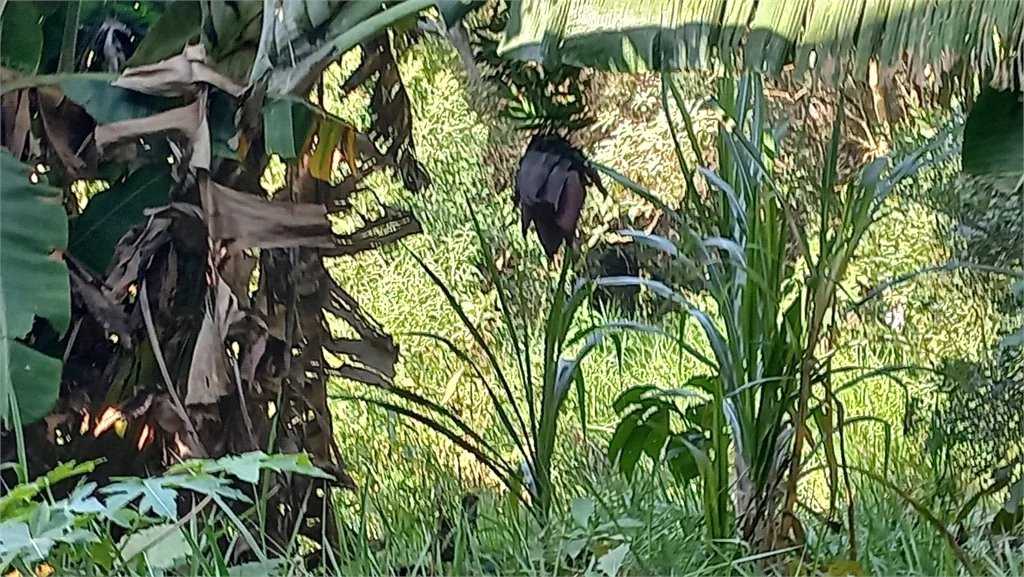 Terreno à venda em Vila Tramontano, São Paulo, SP